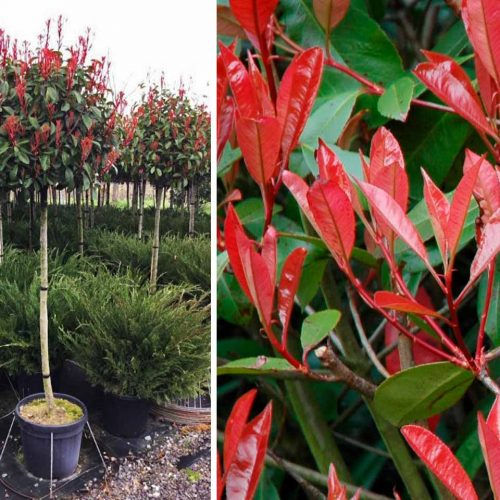 Photinia x Fraseri Red Robin (Christmas Berry) – Half Standard