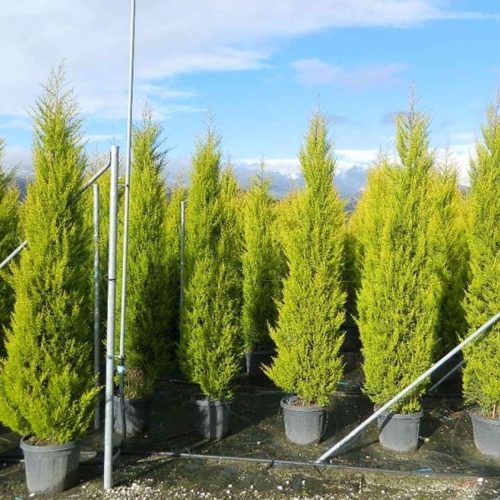 Monterey Cypress / Goldcrest Cypress (Cupressus Macrocarpa Goldcrest)