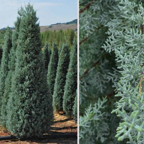 Blue Arizona Cypress (Cupressus Arizonica Fastigiata)