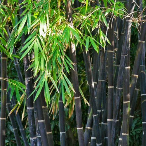 Black Bamboo (Bambusa Phyllostachys Nigra)
