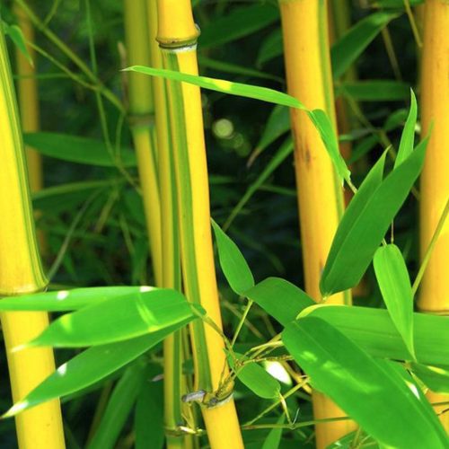 Green Groove Bamboo (Bambusa Phyllostachys Aureosulcata Spectabilis)