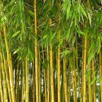 Golden Crookstem Bamboo (Bambusa Phyllostachys Aureosulcata Aureocaulis)