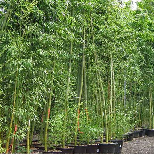 Bisset Bamboo (Bambusa Phyllostachys Bissetii)