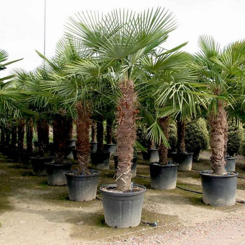 Chusan Palm (Chamaerops Excelsa / Trachycarpus Fortunei)