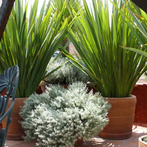 Phormium Tenax (New Zealand Flax)