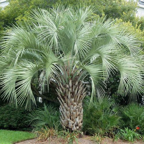 Jelly Palm (Butia Capitata)