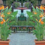 Strelitzia Reginae (Bird of Paradise Plant)
