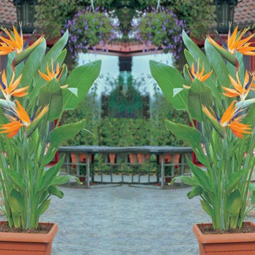Strelitzia Reginae (Bird of Paradise Plant)