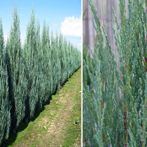 Blue Arrow Juniper / Virginia Juniper / Rocky Mountain (Juniperus Scopulorum)