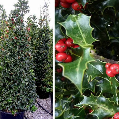 Ilex Aquifolium (English Holly) - Cone