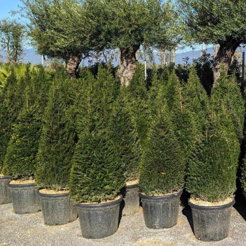 Taxus Baccata (English yew) – Cone