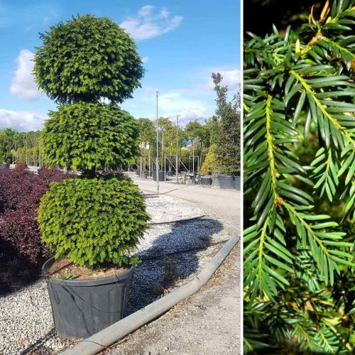 Taxus Baccata (English Yew) – 3 Balls