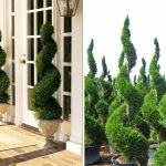 Taxus Baccata (English Yew) – Spiral