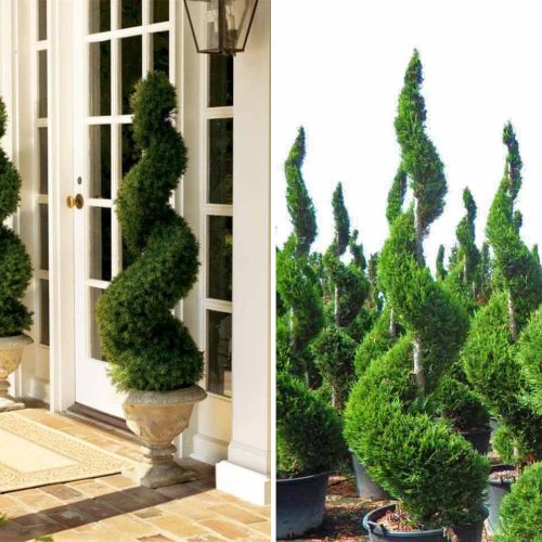 Taxus Baccata (English Yew) – Spiral