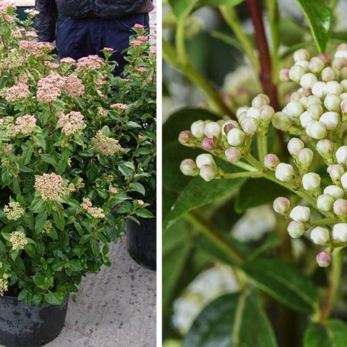 Viburnum Tinus 'Eve Price' (Laurustinus) - Shrub