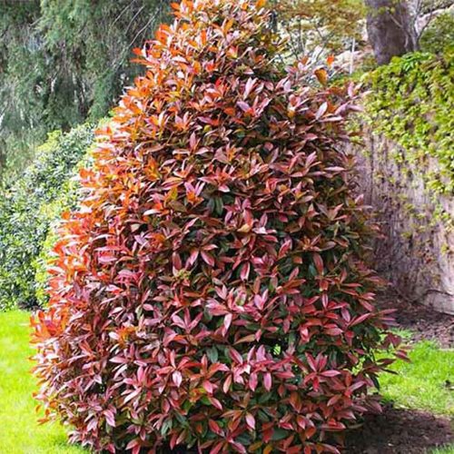 Photinia Serrulata Red Robin – Cone