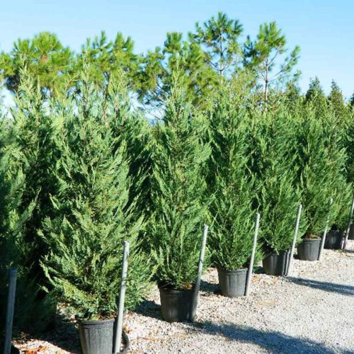 Green Hedge Cypress (Cupressocyparis Leylandii)