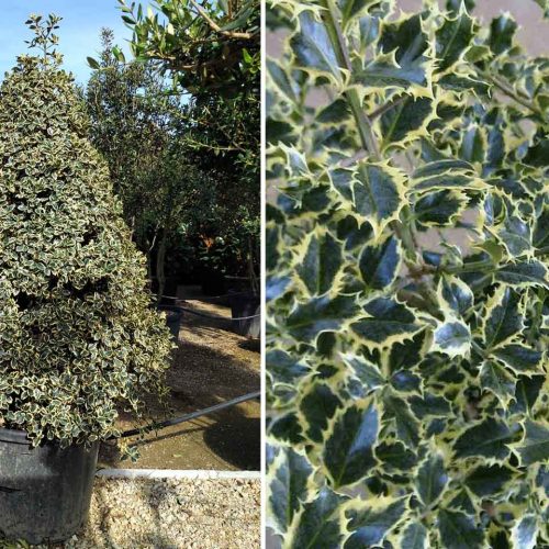 Ilex Aquifolium 'Argenteomarginata' (Variegated English Holly) – Cone