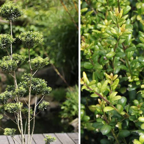 Ilex Crenata Convexa (Japanese Holly) - Pom Pon