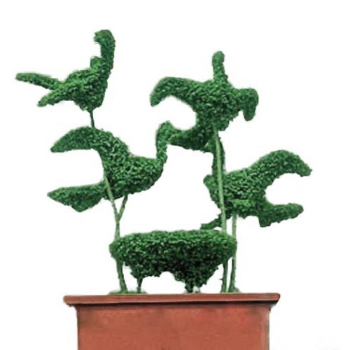 Topiary Birds With Nest – 4 Birds (Ligustrum Jonandrum)