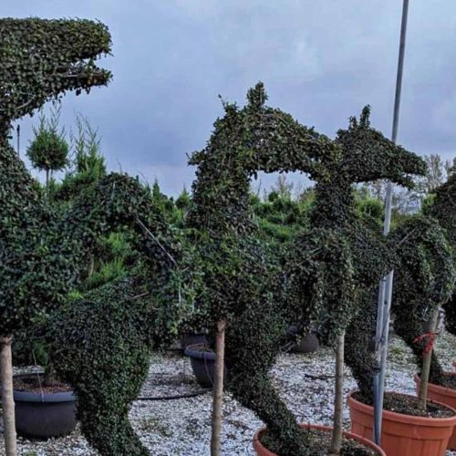 Topiary Prancing Horse (Ligustrum Jonandrum)