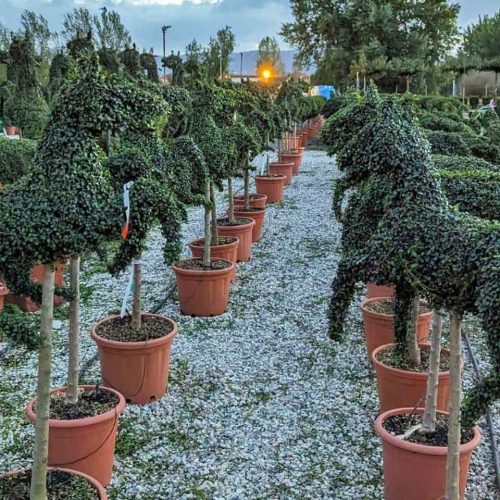 Topiary Horse (Ligustrum Jonandrum)