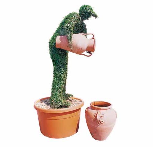 Topiary Man With Two Amphora (Ligustrum Jonandrum)
