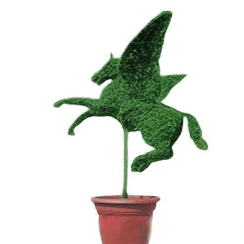 Pegasus Horse (Ligustrum Jonandrum)