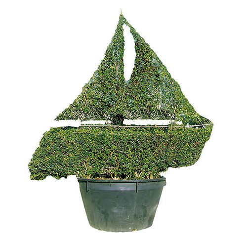 Sailing Boat (Ligustrum Jonandrum)