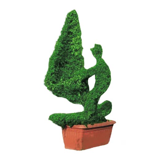 Windsurf (Ligustrum Jonandrum)