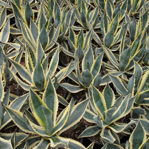 Agave Americana Variegata (Variegated Century Plant)