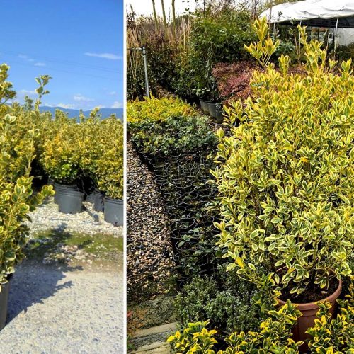 Euonymus Japonicus 'Elegantissimus Aureus' (Japanese Spindle 'Elegantissimus Aureus') - Shrub