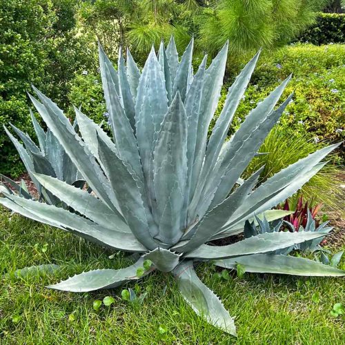 Agave Americana (Century Plant / Maguey / American Aloe)