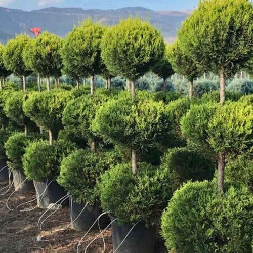 Leyland Cypress 'Gold Rider' (Cupressocyparis Leylandii) - 3 Balls