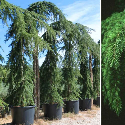 Weeping Deodar Cedar (Cedrus Deodara Pendula)