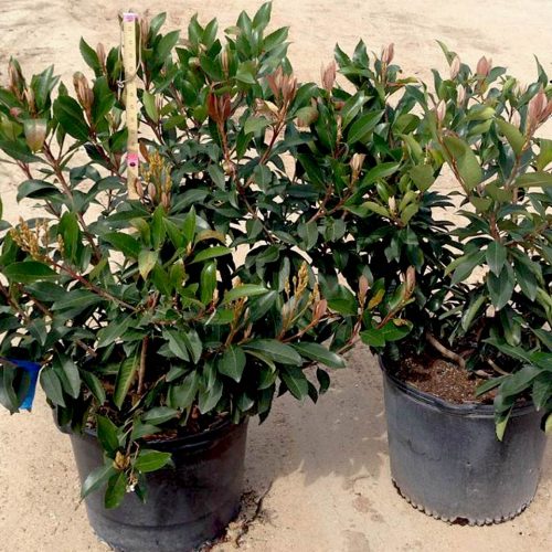 Eriobotrya Coppertone (Loquat Tree) - Ball