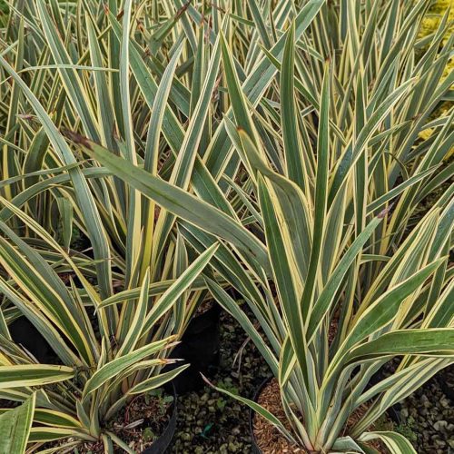 Phormium Tenax Variegatum  (Variegated New Zealand Flax)