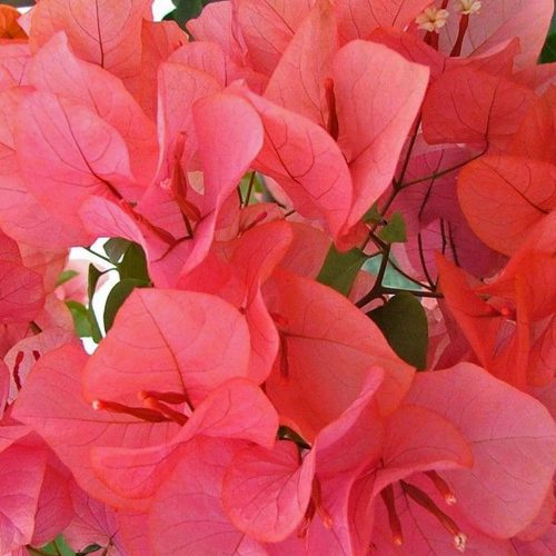 Bougainvillea x Buttiana 'Miss Manila' (Bougainvillea 'Miss Manila' / 'Tango') - Climbing