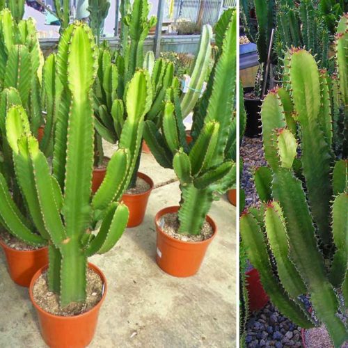 Euphorbia Abyssinica (Desert Candle)