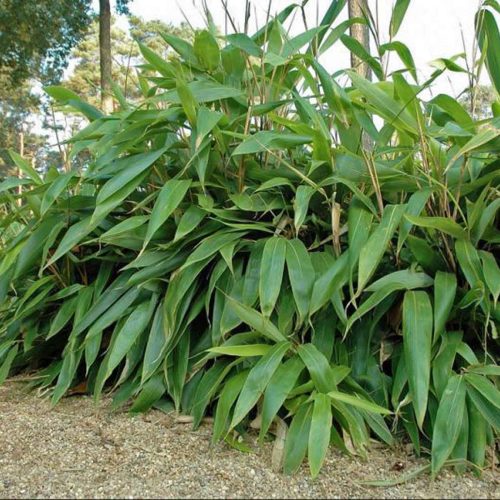 Broadleaf Bamboo (Bambusa Sasa Palmata Nebulosa)