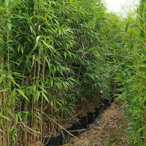 Arrow Bamboo (Bambusa Pseudosasa Japonica)