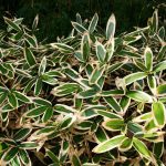 Bamboo Kuma Zasa (Bambusa Sasa Veitchii)