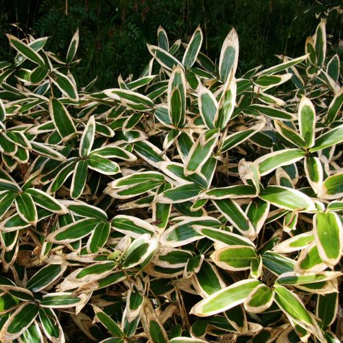 Bamboo Kuma Zasa (Bambusa Sasa Veitchii)