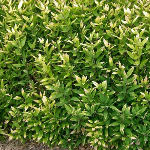 Ruscus-leaved Bamboo (Bambusa  Shibataea Kumasaca)