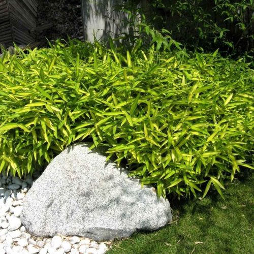 Dwarf Greenstripe Bamboo (Bambusa Pleioblastus Viridistriatus Auricoma)