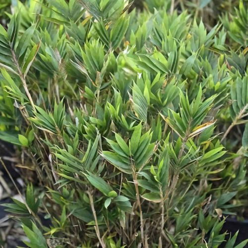 Dwarf Fernleaf Bamboo (Bambusa Pleioblastus Distichus)