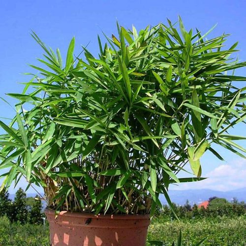 Dwarf Bamboo (Bambusa Pleioblastus Pumilus)