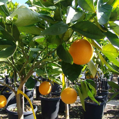 Citrus x Sinensis (Orange Trees) - Half Standard