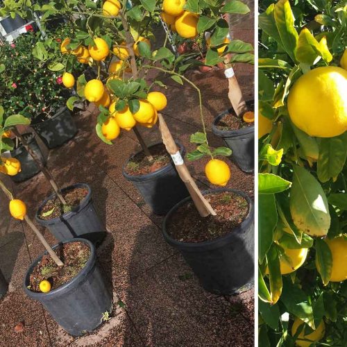 Citrus Limonum (Lemon Trees) - Half Standard
