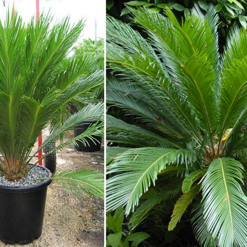 Sago Palm / Cycad (Cycas Revoluta)